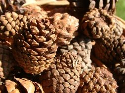 extraordinary beautiful brown pine