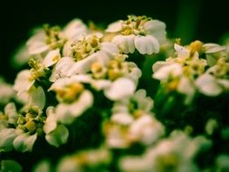 cute white flowers macro