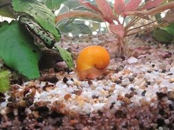 Water snail in aquarium