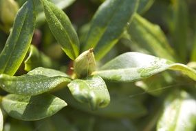 green plant with a closed bud