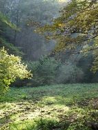 Spring forest in morning