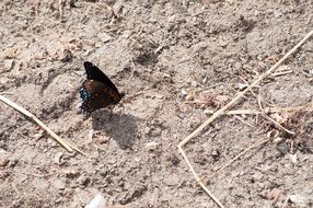 black butterfly on the ground