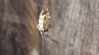 spider is crawling on the web
