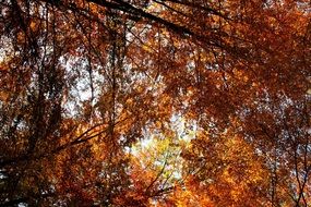 bright autumn leaves on the trees