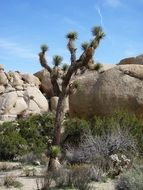 desert plant in national park, mojave desert