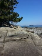 pine on a rocky beach