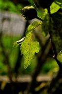 green branch in the sunlight