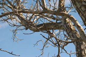 Leafless tree