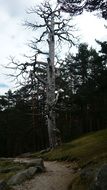 dry old tree in a forest