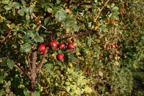 wild rose berries on a green bush close-up