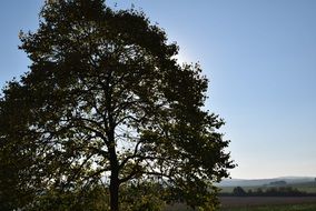 wide tree at back light in countryside, germany, rheinland-pfalz