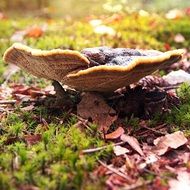 mushroom on green grass in the forest