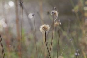 small dandelions in the forest