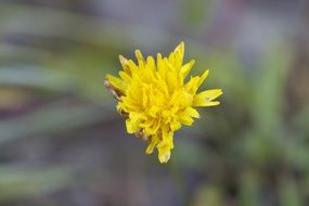 yellow dandelion on a blurred background close up