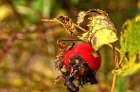 red fruit on a branch behind green leaves