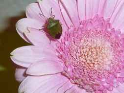 sheildbug insect on a pink flower