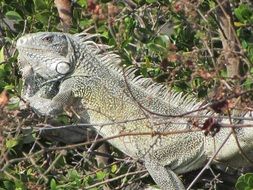 iguana animal