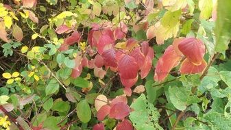 forest bush in autumn