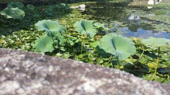 landscape of green water lily leaves in a pond