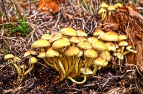 bush of mushrooms on the ground