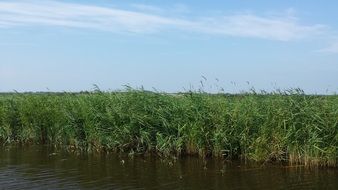 Green swamp grass by a lake at blue sky with white clouds background in Northern Holland