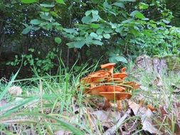 mushrooms in autumn meadow