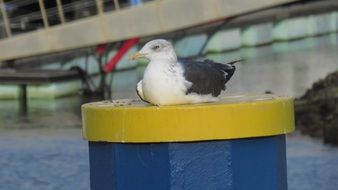 white seagull on a yellow surface close-up on blurred background