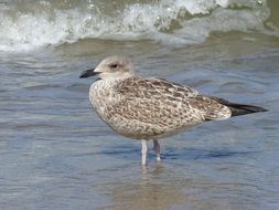 Picture of seagull is on a sea coast