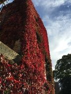 wall in red leaves