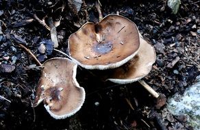 mushrooms on the ground in the forest