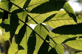 green branch in light and shadow close up