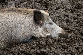 wild boar is resting in the mud