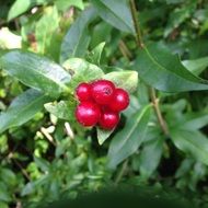 close-up photo of bright red sweet berries on a branch