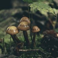 glossy forest mushrooms