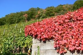 red grape leaves on the fence