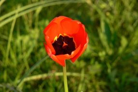 Top view of the open red tulip on a blurred background