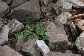 unusually beautiful stone flower