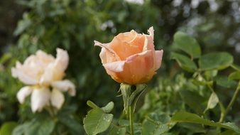 coral rose flowers