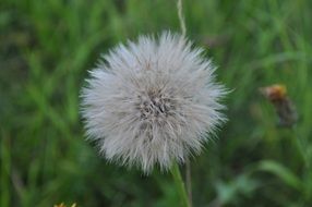 Lush dandelion against a background of green grass