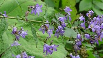 purple flowers closeup in batumi