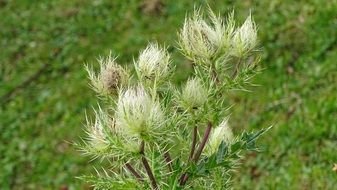 Green batumi flowers