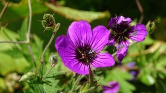 Purple batumi flowers