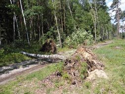 fallen tree in the forest on a sunny day