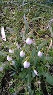 breathtaking snowdrop flower
