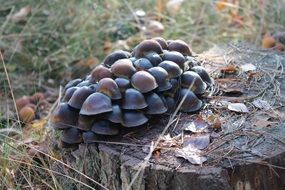A lot of mushrooms on the stump among the leaves