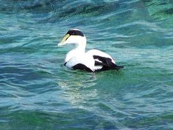 swimming black and white duck