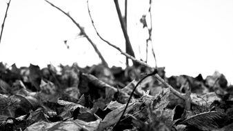 black and white photo of leaves on the ground