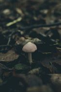 Mushroom among the dry leaves