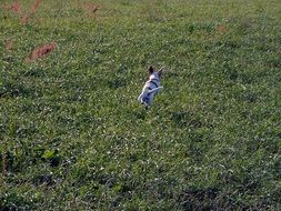 Picture of the running dog on a meadow