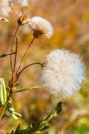 Dry grass in the fall